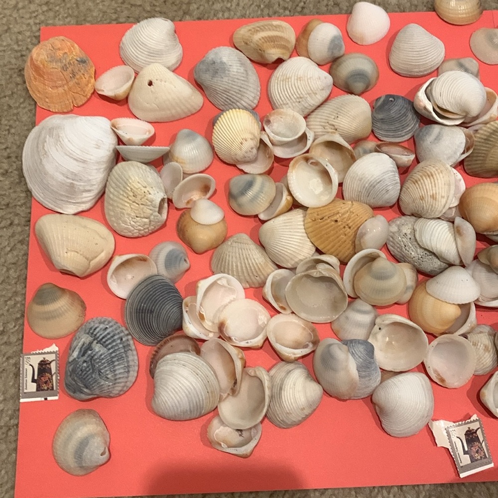 4 pounds of sea shells / various sizes / Great for Crafting or whatever -  Look